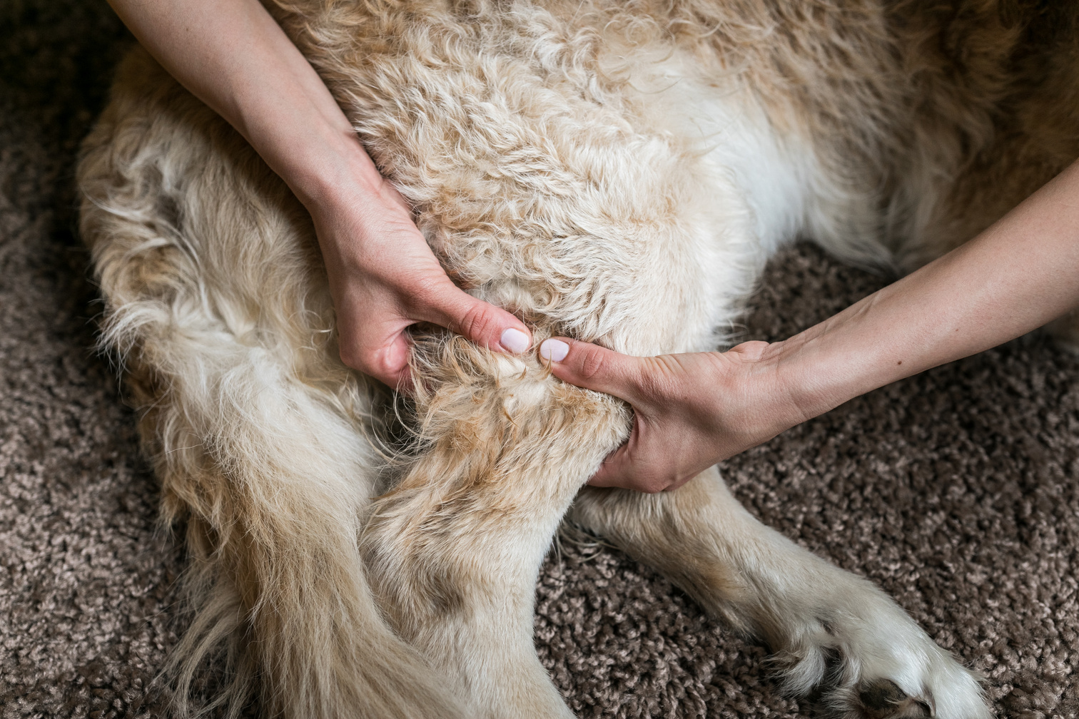 Dog Massage Therapy