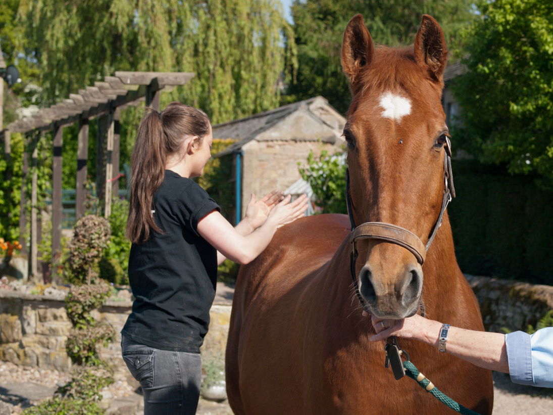 Physiotherapy for a horse